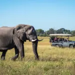 Exceptional wildlife sightings. 