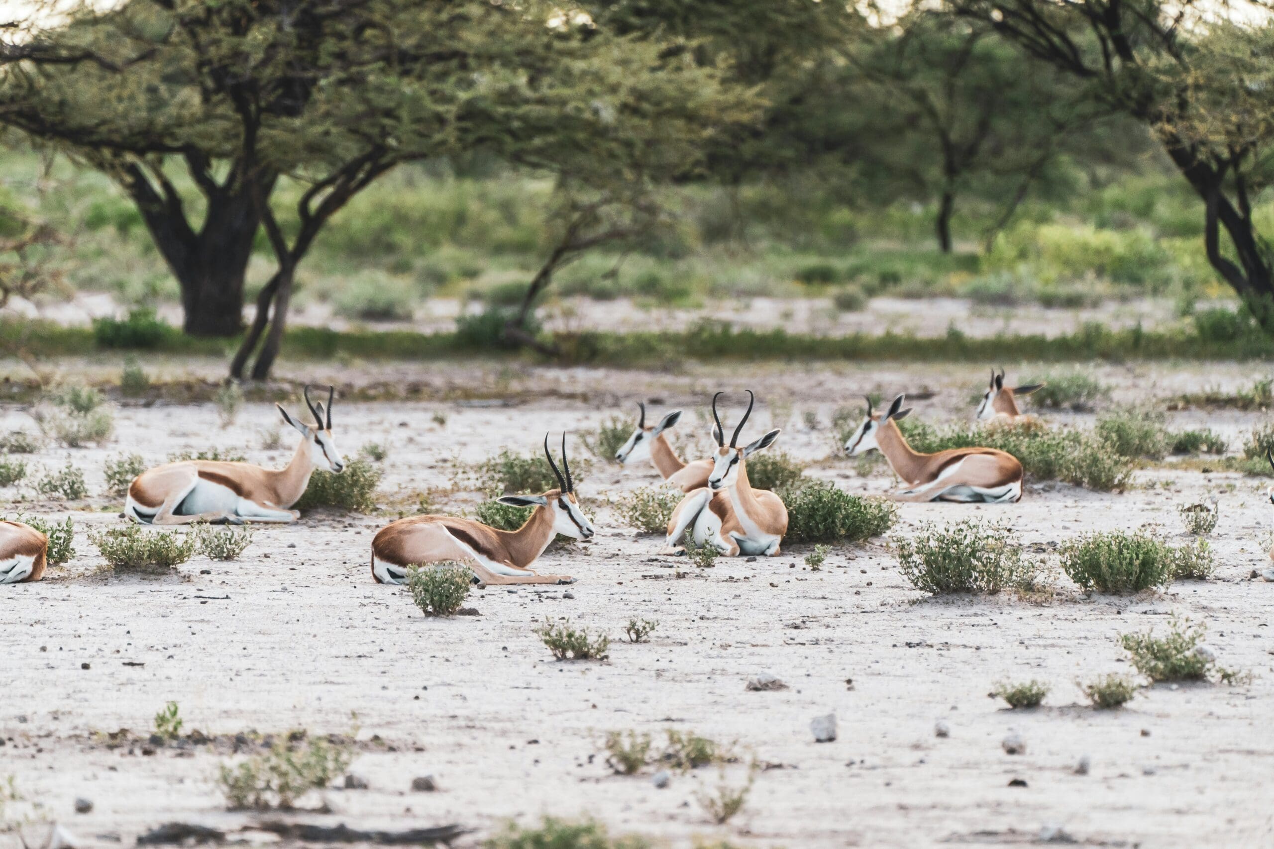 On safari in Etosha National Park | Go2Africa