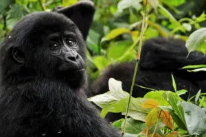 Senderismo con gorilas en el Parque Nacional Impenetrable de Bwindi | Go2Africa