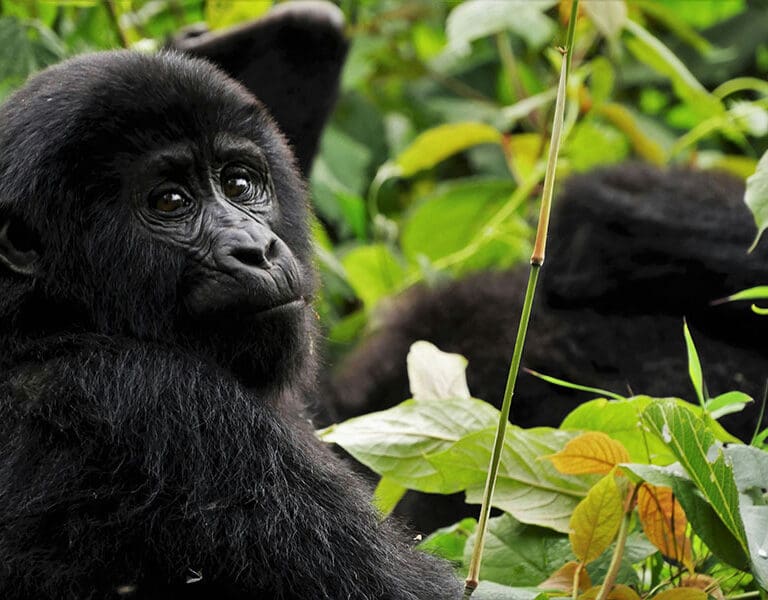 Gorilla trekking at Bwindi Impenetrable National Park | Go2Africa