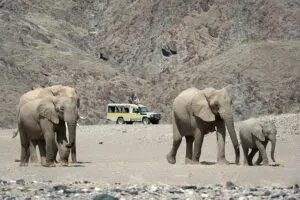 Descubra la fauna salvaje en los safaris | Hoanib Skeleton Coast Camp