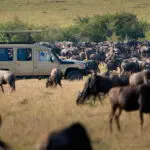 Contemple uno de los mayores espectáculos de la naturaleza: la migración de los ñus | Go2Africa