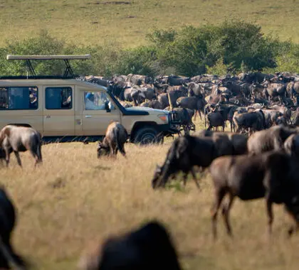 Contemple uno de los mayores espectáculos de la naturaleza: la migración de los ñus | Go2Africa