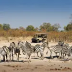 Encuentro con una cebra durante un safari | Linyanti Ebony 
