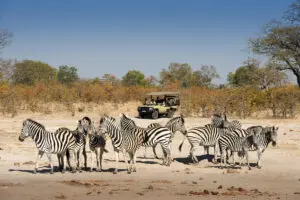 Encuentro con una cebra durante un safari | Linyanti Ebony 
