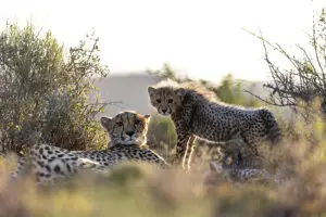 Cheetah and her cub. 