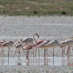 Flamencos en el salar de Etosha | Go2Africa