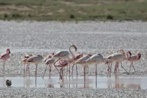 Flamingos on the Etosha Salt Pan | Go2Africa