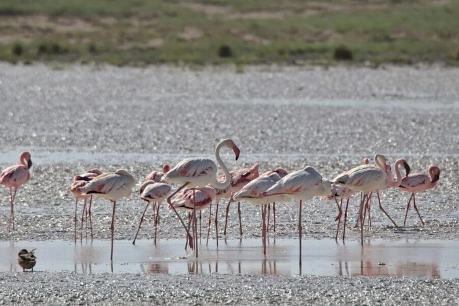 Flamingos stand in shallow water on the Etosha Salt Pan | Go2Africa