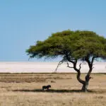 Los contrastes paisajísticos de Etosha | Go2Africa