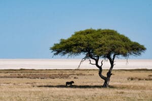 Etosha's contrasting landscapes | Go2Africa