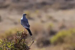 Birdwatching is a popular pastime here. 