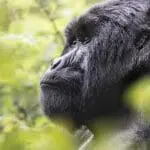 Para los aventureros, el trekking con gorilas en Ruanda es una experiencia única en la vida | Virunga Lodge