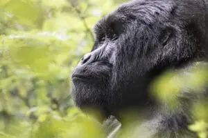 Para los aventureros, el trekking con gorilas en Ruanda es una experiencia única en la vida | Virunga Lodge