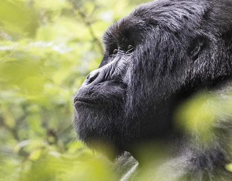 For the adventurous, gorilla trekking in Rwanda is a once-in-a-lifetime experience | Virunga Lodge