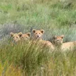 A pride of lion in the Serengeti. 