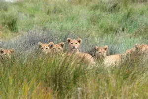 A pride of lion in the Serengeti. 