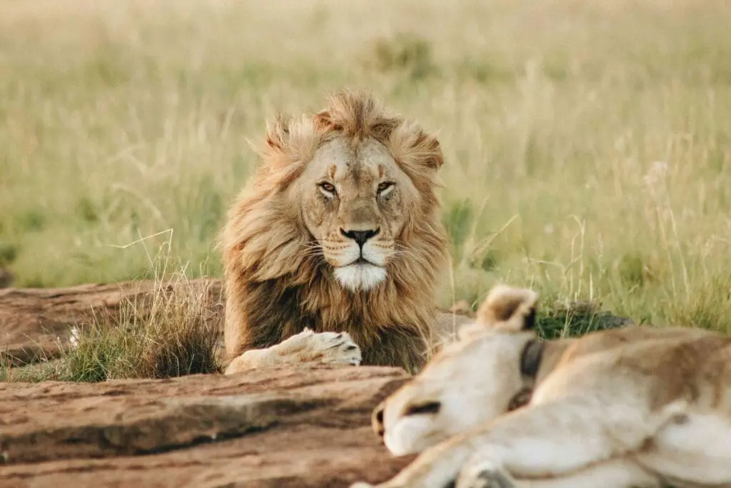 Leão africano e leoa