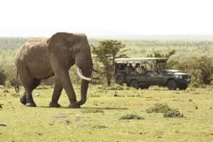Expect exceptional wildlife sightings, including Africa's prized Big Five. 