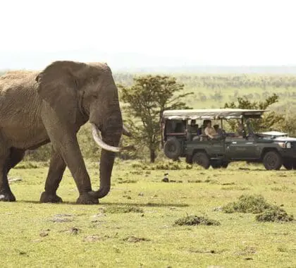 Aspettatevi avvistamenti eccezionali di animali selvatici, tra cui i pregiati Big Five dell'Africa. 