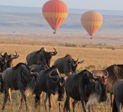 Bucket List Things to Do in the Masai Mara