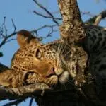 Curious leopards can be found resting in the trees.
