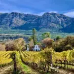 Una hermosa vista a través de las viñas | Buitenverwachting Wine Estate