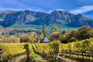 Una hermosa vista a través de las viñas | Buitenverwachting Wine Estate
