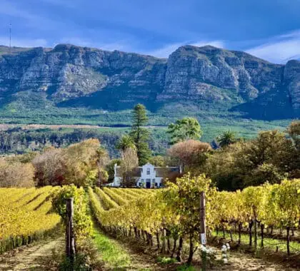 Una hermosa vista a través de las viñas | Buitenverwachting Wine Estate