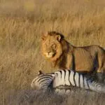 Excepcionales encuentros con la fauna salvaje en el Parque Nacional de Hwange, en Zimbabue. 