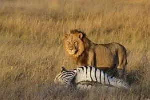 Excepcionales encuentros con la fauna salvaje en el Parque Nacional de Hwange, en Zimbabue. 