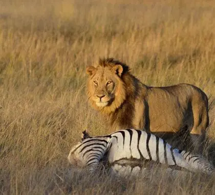 Excepcionales encuentros con la fauna salvaje en el Parque Nacional de Hwange, en Zimbabue. 