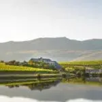 Reflexiones sobre el viñedo | Creation Wine Estate
