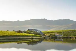 Reflexiones sobre el viñedo | Creation Wine Estate