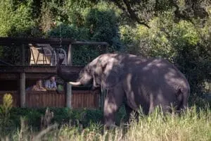 Disfrute de los encuentros más increíbles con la preciada fauna africana. 