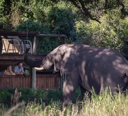 Disfrute de los encuentros más increíbles con la preciada fauna africana. 