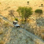 Game drives in the Kalahari.