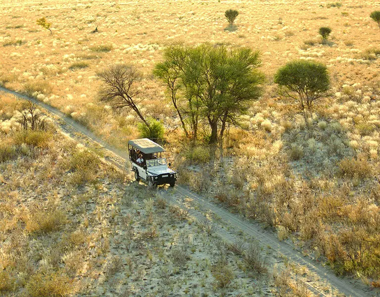 Game drives in the Kalahari.