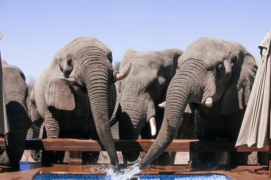 feline-fields-lodge_3-pool-suite-ellies