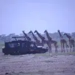 Giraffes abound in the Serengeti. 