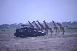 Giraffes abound in the Serengeti. 