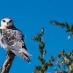 Spot out the adorable Black Shouldered Kite on a birding expedition. 
