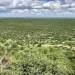 During the 'green' season - watch the Kalahari come to life with its vibrant colours. 