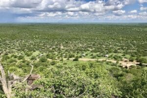 During the 'green' season - watch the Kalahari come to life with its vibrant colours. 