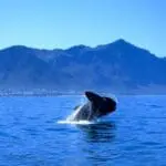 Magnificent whale-watching opportunities. 