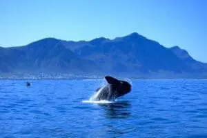 Magnificent whale-watching opportunities. 