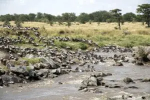 In season, witness Nature's greatest spectacle, the Great Migration. 