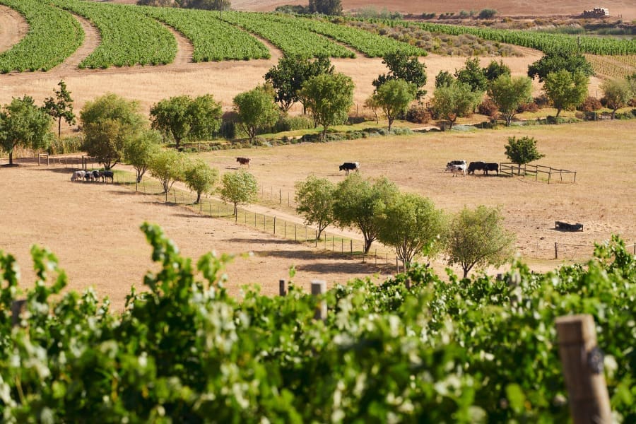Mullineux & Leeu Family Wines | Go2Africa: una vista de las tierras de labranza, las vacas y los viñedos.