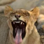 Un increíble avistamiento de un león. 