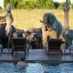 Increíbles momentos de safari en Somalisa Expeditions. 